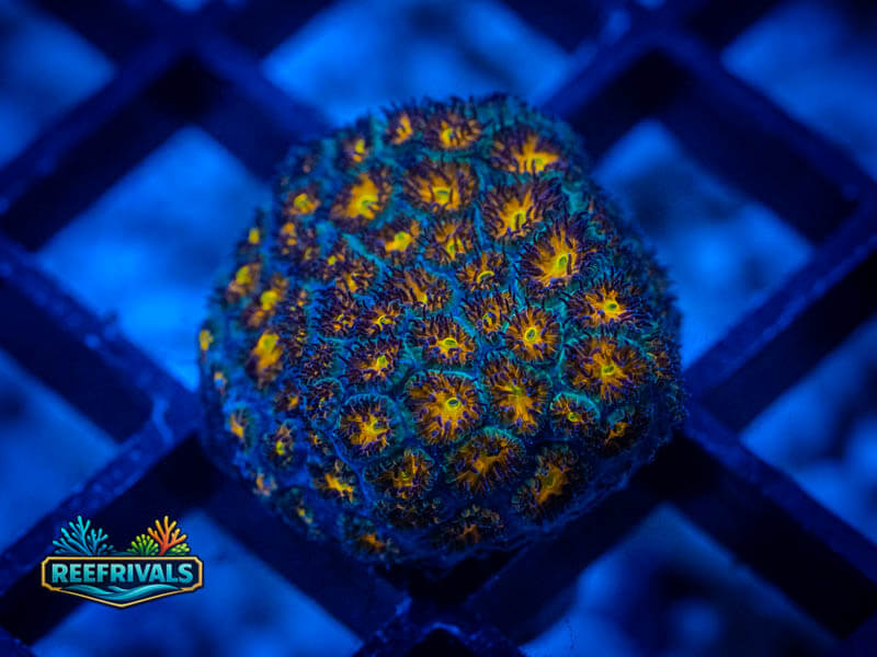 RVL Hurricane Leptastrea coral image from ReefRivals, listed as Leptastrea sp. and Encrusting