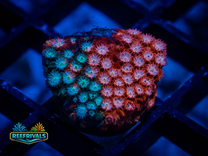 JF Fender Bender Cyphastrea coral image from ReefRivals, listed as Cyphastrea sp. and Encrusting