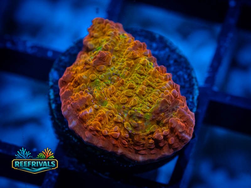 WWC Stellaria Chalice coral image from ReefRivals, listed as Echinophyllia sp. and Soft Coral