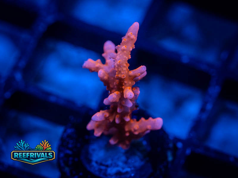 JF TNT Anacropora WYSIWYG coral image | ReefRivals JF TNT Anacropora coral image from ReefRivals, listed as Anacropora sp. and SPS Plating