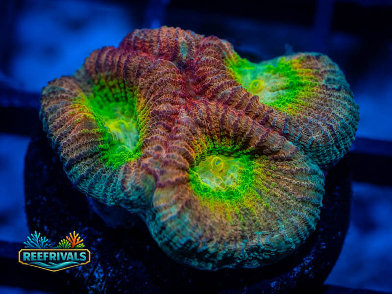 UC Regal Rainbow Favia WYSIWYG coral image | ReefRivals UC Regal Rainbow Favia coral image from ReefRivals, listed as Favia sp. and Favias