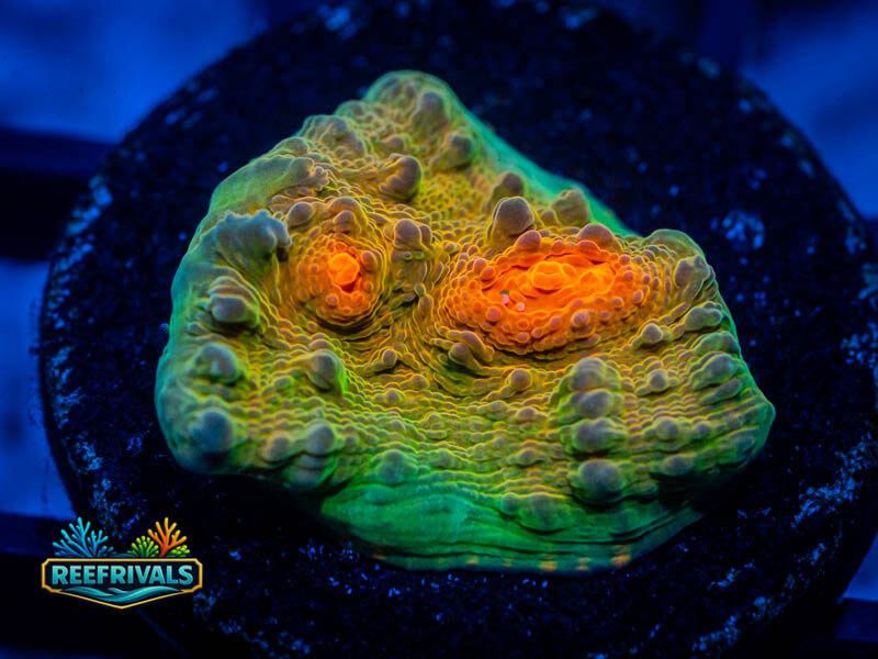WWC Royal Flush Chalice WYSIWYG coral image | ReefRivals WWC Royal Flush Chalice coral image from ReefRivals, listed as Echinophyllia sp. and Chalices