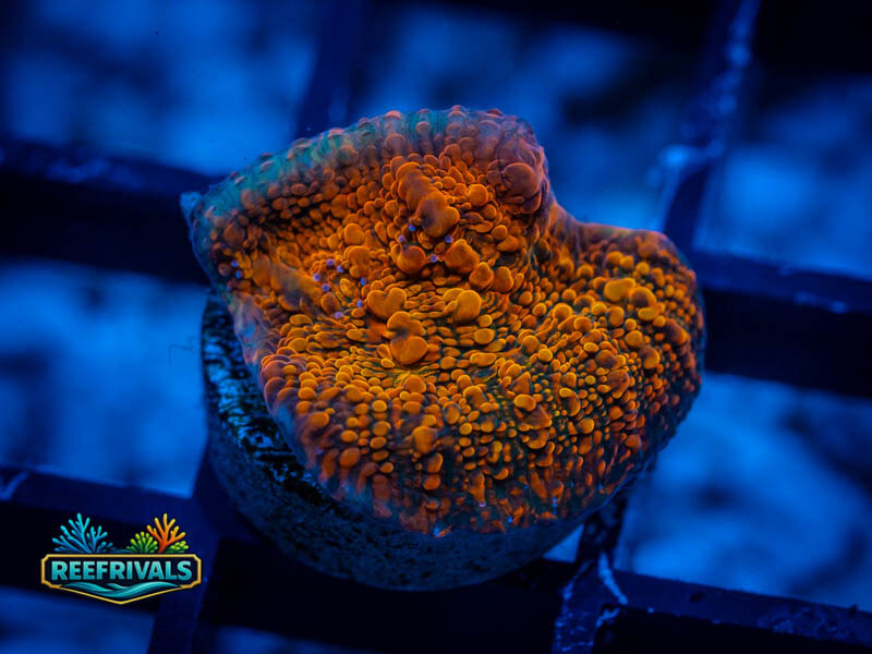 CC Cloudberries Chalice coral image from ReefRivals, listed as Echinophyllia sp. and Chalices