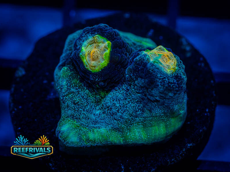 RVL Alien Wyrm Chalice coral image from ReefRivals, listed as Mycedium sp. and Chalices
