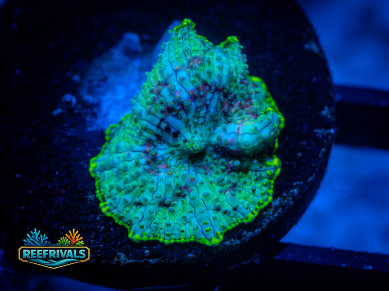 RVL Lazer Tag Disco WYSIWYG coral image | ReefRivals RVL Lazer Tag Disco coral image from ReefRivals, listed as Discosoma spp. and Mushrooms