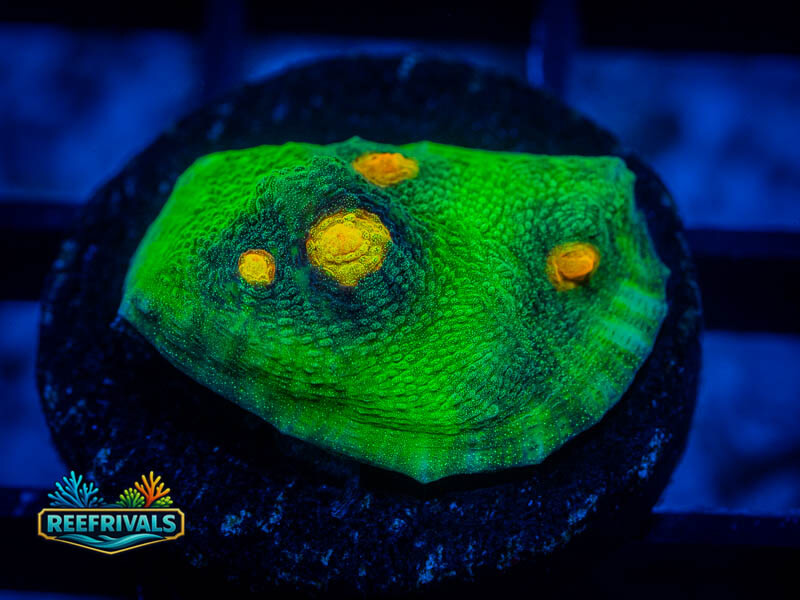 WWC Space Invader Chalice coral image from ReefRivals, listed as Mycedium sp. and Chalices