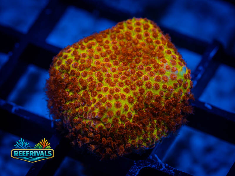 JF Burning Banana Stylo WYSIWYG coral image | ReefRivals JF Burning Banana Stylo coral image from ReefRivals, listed as Stylocoeniella spp. and LPS Fleshy