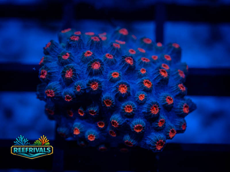 TG Meteor Shower Cyphastrea coral image from ReefRivals, listed as Cyphastrea sp. and Encrusting