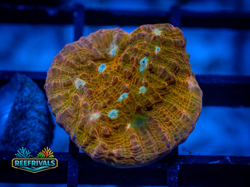 ECC Orange Sherbet Chalice WYSIWYG coral image | ReefRivals ECC Orange Sherbet Chalice coral image from ReefRivals, listed as Echinophyllia sp. and Soft Coral
