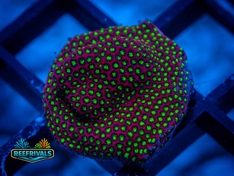 WWC Electric Daisy Stylo WYSIWYG coral image | ReefRivals WWC Electric Daisy Stylo coral image from ReefRivals, listed as Stylocoeniella spp. and Encrusting