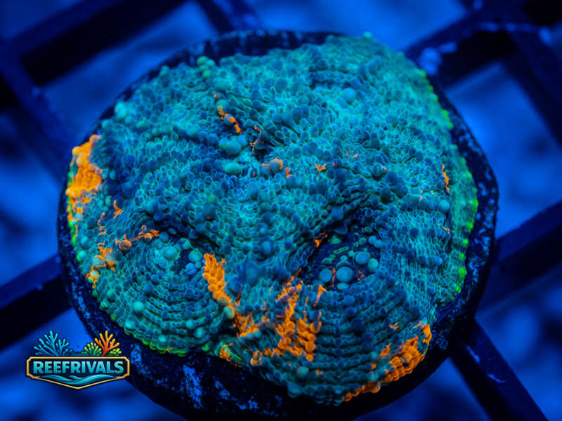 WWC Blue Sky Enchinata WYSIWYG coral image | ReefRivals WWC Blue Sky Enchinata coral image from ReefRivals, listed as Micromussa sp. and Acans