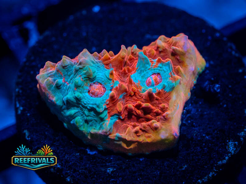 RVL Riptide Rainbow Chalice coral image from ReefRivals, listed as Echinophyllia sp. and Chalices
