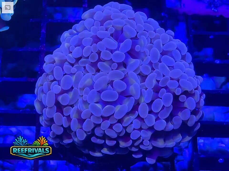 RVL Purple Gusher Hammer (5 Heads) WYSIWYG coral image | ReefRivals RVL Purple Gusher Hammer (5 Heads) coral image from ReefRivals, listed as Fimbriaphyllia ancora and Hammers