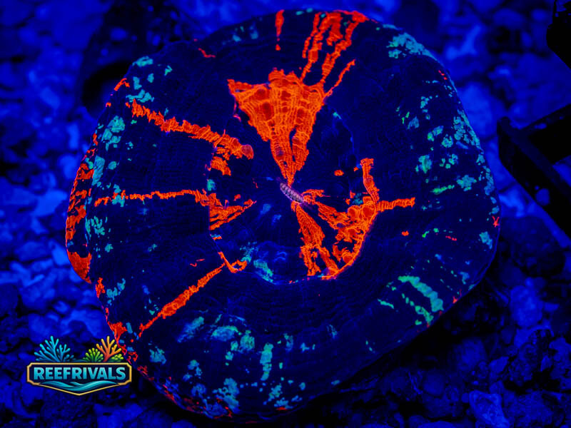 ECC Ultra Warpaint Scoly (Show Grade) coral image from ReefRivals, listed as Homophyllia sp. and LPS Fleshy