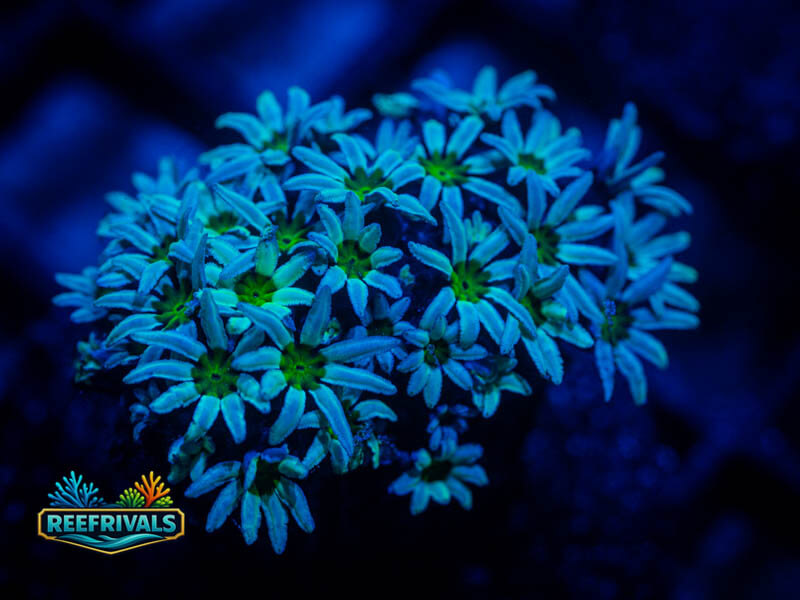 RVL Electric Daisy Pipe Organ coral image from ReefRivals, listed as Clavularia sp. and Soft Coral