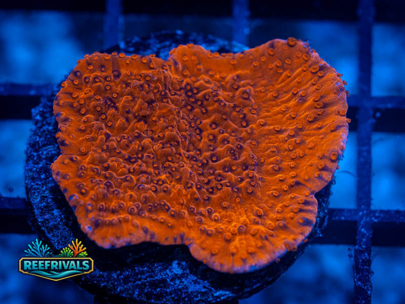RVL Red Monti Cap (Medium) WYSIWYG coral image | ReefRivals RVL Red Monti Cap (Medium) coral image from ReefRivals, listed as Montipora sp. and Montis
