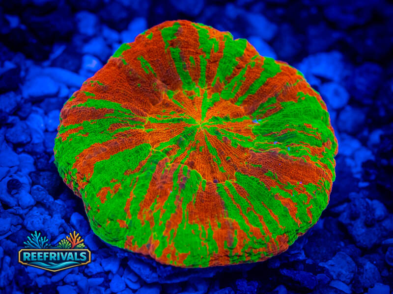 ECC Ultra Bleeding Apple Scoly (Show Grade) coral image from ReefRivals, listed as Homophyllia sp. and LPS Fleshy