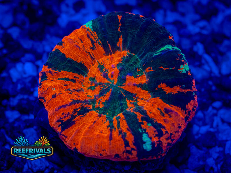 ECC Ultra Warpaint Scoly WYSIWYG coral image | ReefRivals ECC Ultra Warpaint Scoly coral image from ReefRivals, listed as Homophyllia sp. and LPS Fleshy