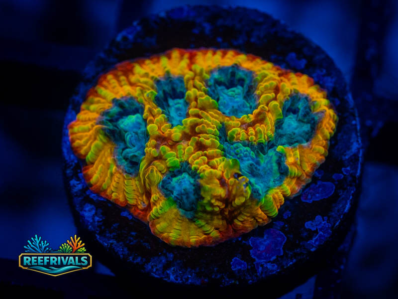 ECC Yellow Submarine Favia WYSIWYG coral image | ReefRivals ECC Yellow Submarine Favia coral image from ReefRivals, listed as Favia sp. and Favias