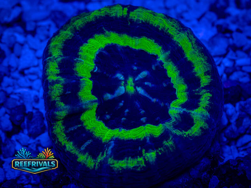ECC Ultra UFO Scoly coral image from ReefRivals, listed as Homophyllia sp. and LPS Fleshy