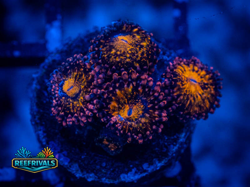 WWC Pandora Zoa coral image from ReefRivals, listed as Zoanthus sp. and Zoas