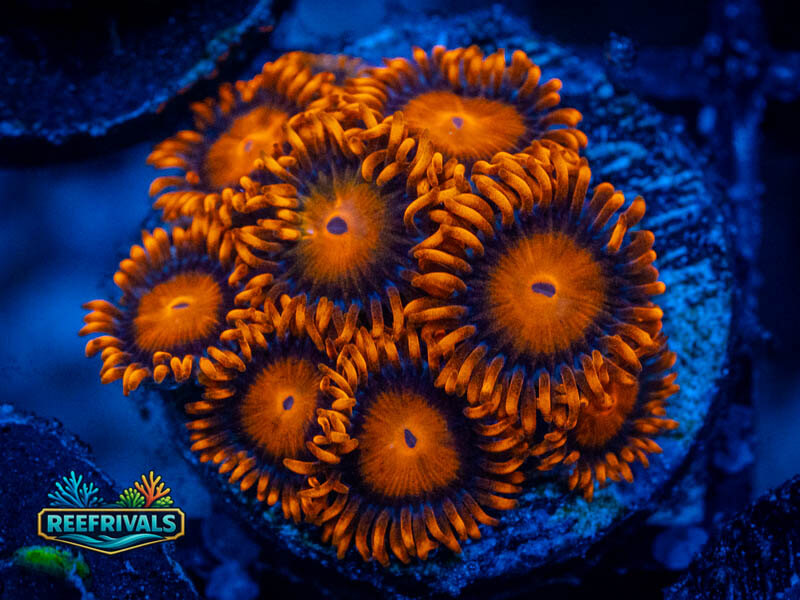 ECC Bam Bam Zoa coral image from ReefRivals, listed as Zoanthus sp. and Zoas