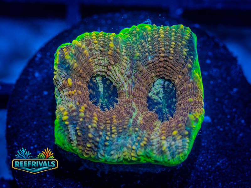 RVL Aussie Acan Enchinata WYSIWYG coral image | ReefRivals RVL Aussie Acan Enchinata coral image from ReefRivals, listed as Micromussa sp. and Acans
