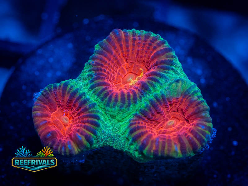 TSA Watermelon Favia WYSIWYG coral image | ReefRivals TSA Watermelon Favia coral image from ReefRivals, listed as Favia sp. and Favias