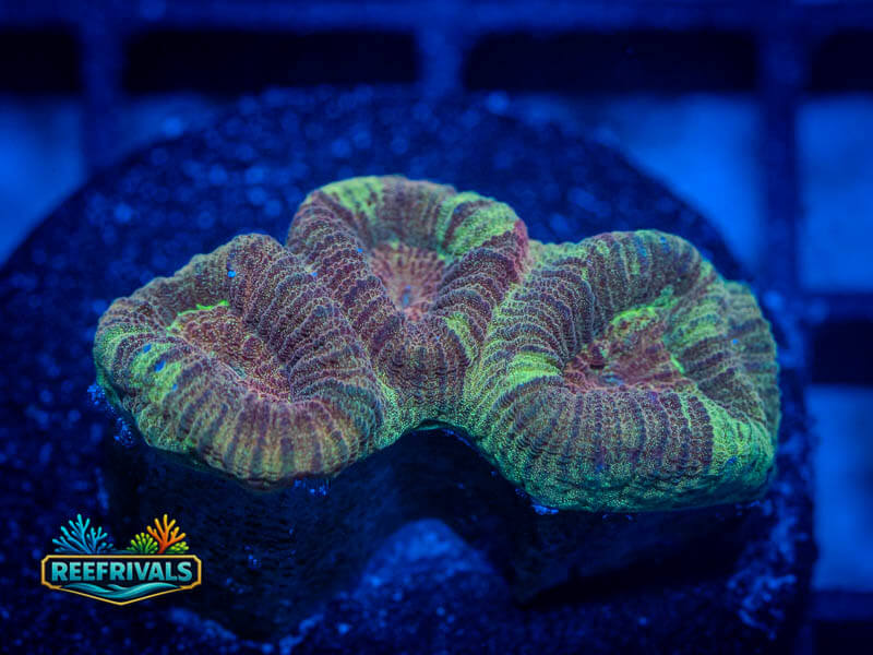 RVL Glitter Bomb Favia WYSIWYG coral image | ReefRivals RVL Glitter Bomb Favia coral image from ReefRivals, listed as Favia sp. and Favias