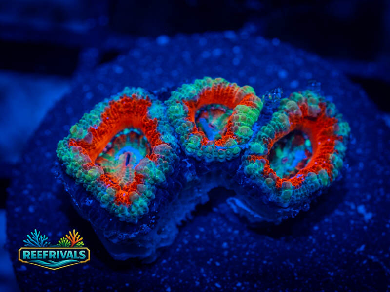 RVl Ultra Acan Lord coral image from ReefRivals, listed as Micromussa sp. and Acans
