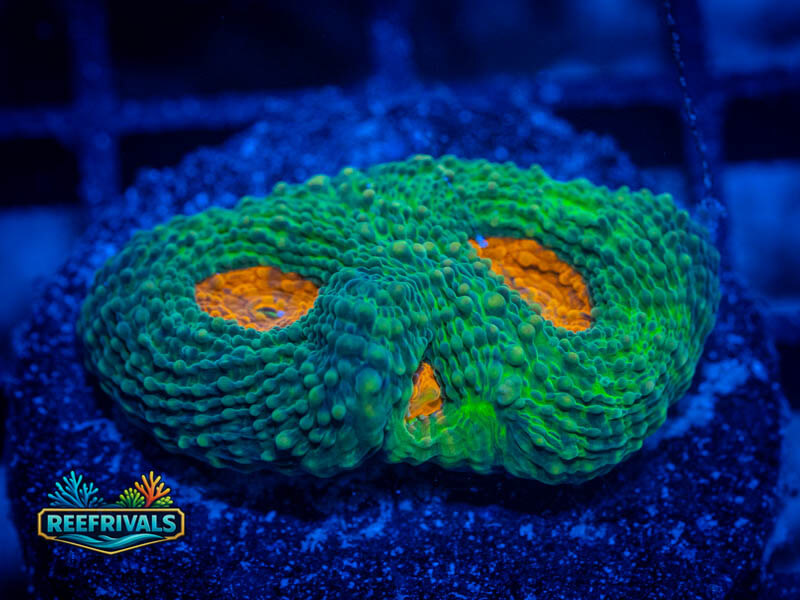 UC Flaming Crest Acan Enchinata coral image from ReefRivals, listed as Micromussa sp. and Acans