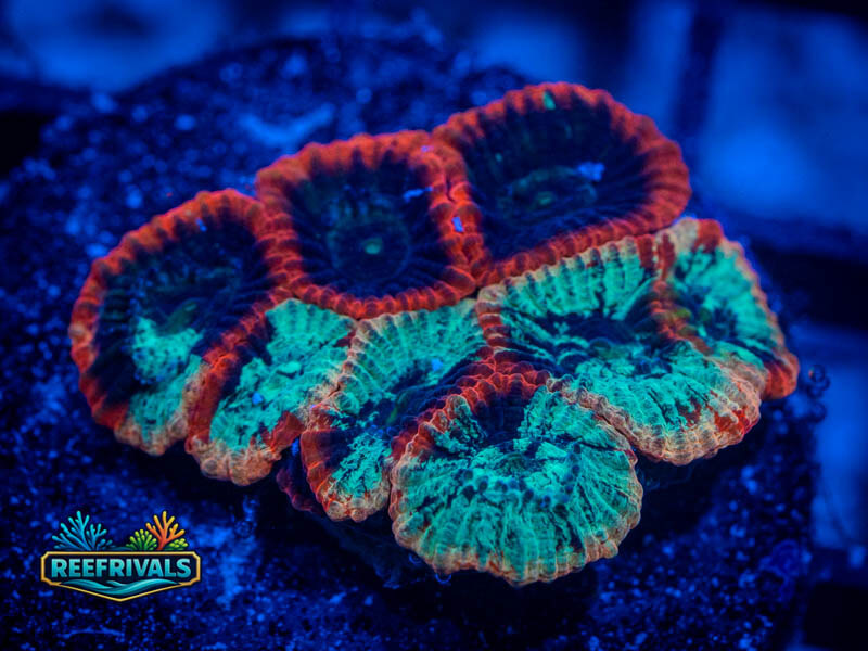 RVL Lava Rim Splatter Favia WYSIWYG coral image | ReefRivals RVL Lava Rim Splatter Favia coral image from ReefRivals, listed as Favia sp. and Favias