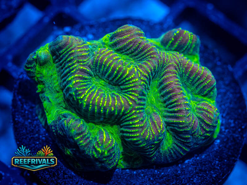 JF High Voltage Platy WYSIWYG coral image | ReefRivals JF High Voltage Platy coral image from ReefRivals, listed as Platygyra sp. and Encrusting