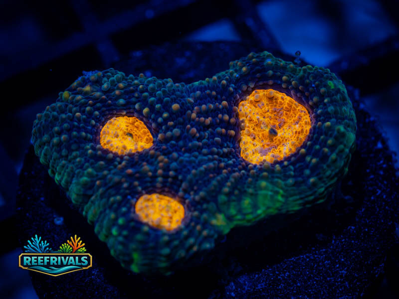 RVL Sweet Dreams Acan Enchinata coral image from ReefRivals, listed as Micromussa sp. and Acans