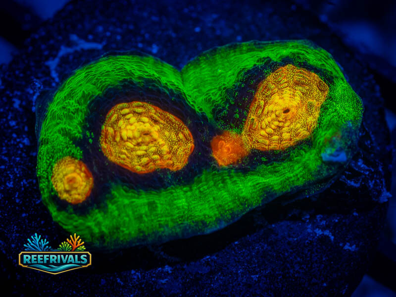 JF Raja Rampage Chalice coral image from ReefRivals, listed as Echinophyllia sp. and Chalices