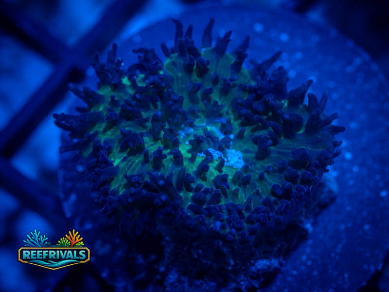 RVL St. Thomas Mushroom coral image from ReefRivals, listed as Rhodactis sp. and Mushrooms