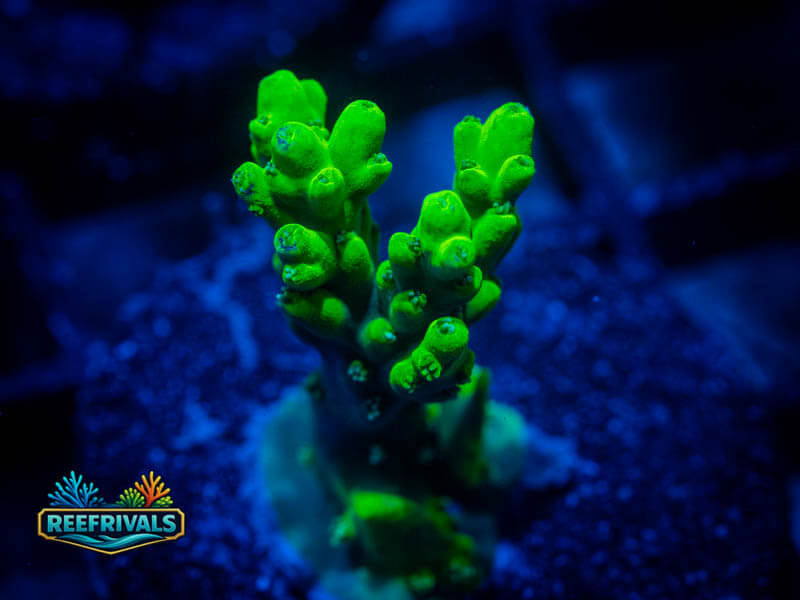 TSA Kermit the Frog Acro coral image from ReefRivals, listed as Acropora sp. and Acros