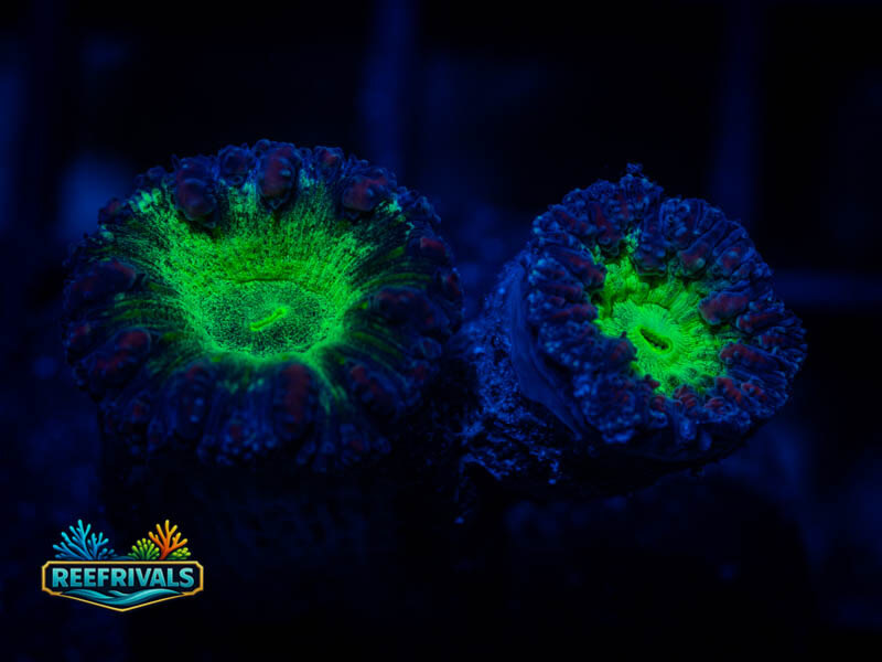 TSA Suckerberry Pie Blasto coral image from ReefRivals, listed as Blastomussa sp. and LPS Fleshy