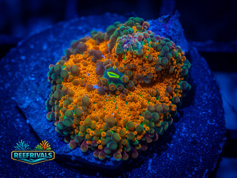 RVL Rainbow Sunrise Yuma coral image from ReefRivals, listed as Ricordea yuma and Mushrooms