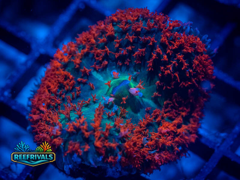 RVL Ultra St. Thomas Mushroom WYSIWYG coral image | ReefRivals RVL Ultra St. Thomas Mushroom coral image from ReefRivals, listed as Rhodactis spp. and Mushrooms