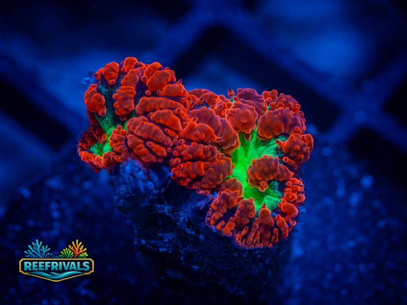 RVL Sour Apple Blasto WYSIWYG coral image | ReefRivals RVL Sour Apple Blasto coral image from ReefRivals, listed as Blastomussa sp. and LPS Fleshy