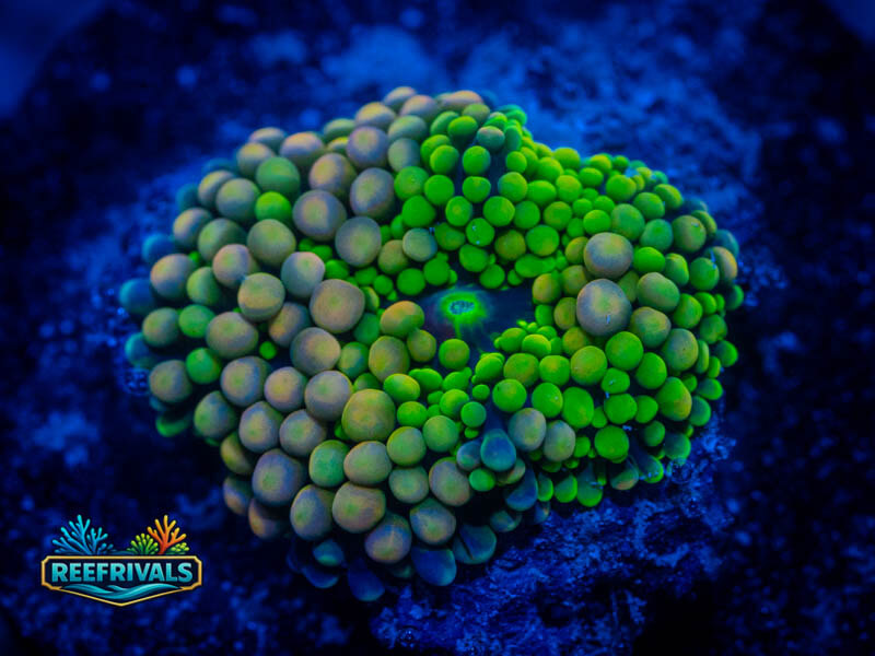 RVL Neon Gren Ricordea coral image from ReefRivals, listed as Ricordea florida and Mushrooms