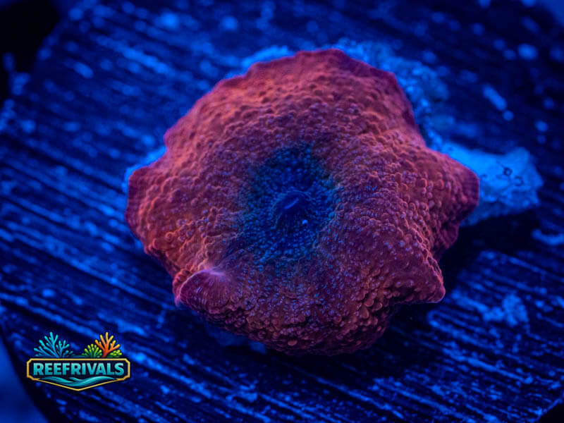 RVL Black Hole Disco coral image from ReefRivals, listed as Discosoma spp. and Mushrooms