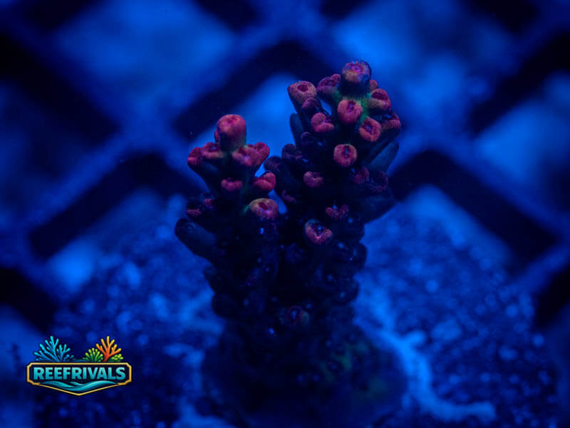 RVL Strawberry Cheesecake Acro coral image from ReefRivals, listed as Acropora sp. and Acros
