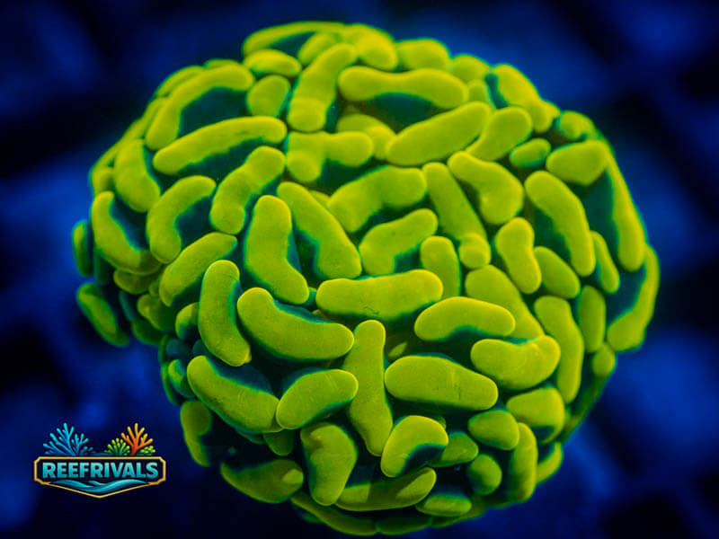ECC Lemon Drop Hammer coral image from ReefRivals, listed as Fimbriaphyllia ancora and Hammers