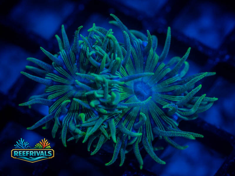RVL Spirit Keeper Duncan WYSIWYG coral image | ReefRivals RVL Spirit Keeper Duncan coral image from ReefRivals, listed as Duncanopsammia axifuga and Duncans