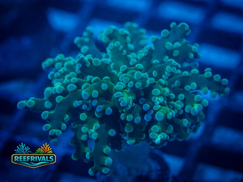 RVL Grouchy Gonzo PK Octo WYSIWYG coral image | ReefRivals RVL Grouchy Gonzo PK Octo coral image from ReefRivals, listed as Fimbriaphyllia paraancora and LPS Branching