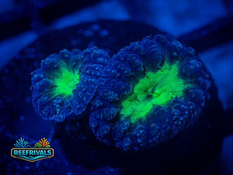 RVL Uranium Blasto coral image from ReefRivals, listed as Blastomussa sp. and LPS Fleshy