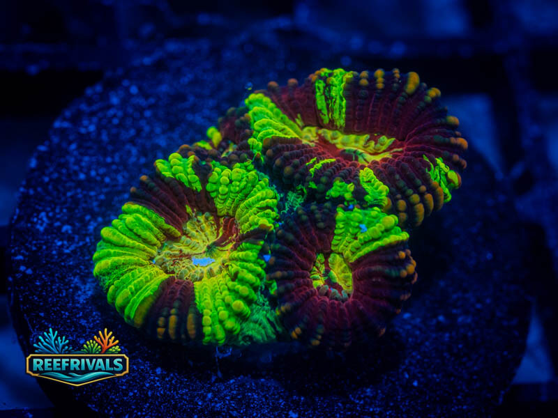 RVL Mikey Likes It Favia WYSIWYG coral image | ReefRivals RVL Mikey Likes It Favia coral image from ReefRivals, listed as Favia sp. and Favias