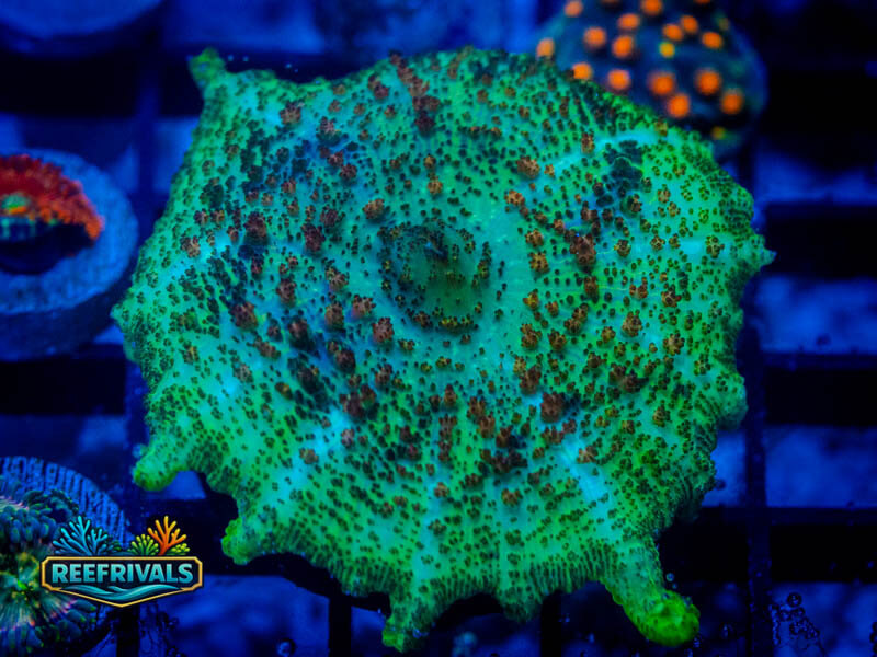 RVL Eclectus Mushroom (Big) coral image from ReefRivals, listed as Discosoma spp. and Mushrooms